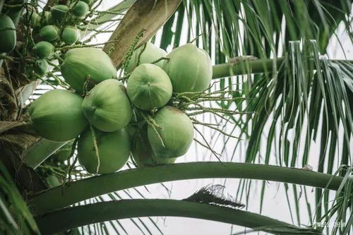 萬物皆可椰,誰能 比椰 到最后